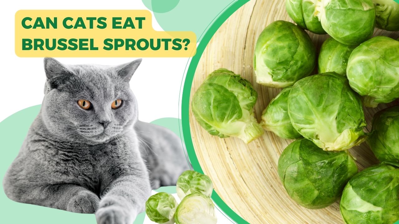 can cats eat brussel sprouts