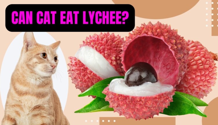 can cat eat lychee