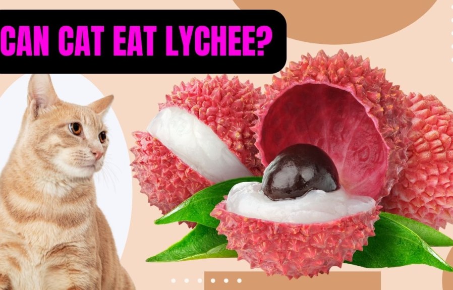 Can Cats Eat Lychee? Everything You Need to Know