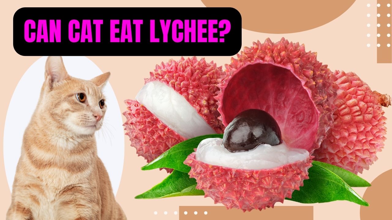 can cat eat lychee