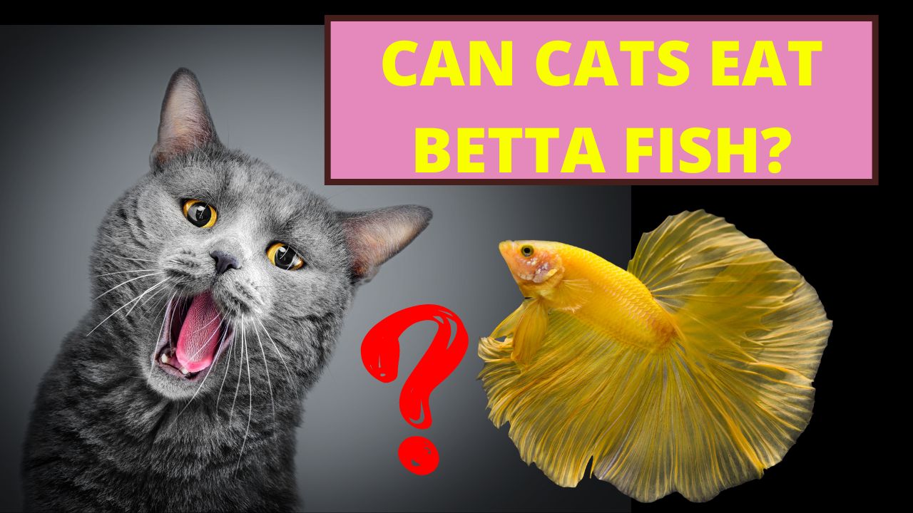 can cats eat betta fish