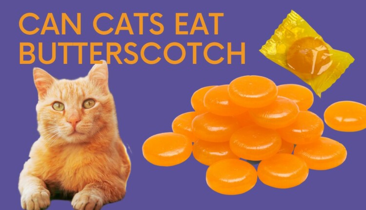 can cats eat butterscotch