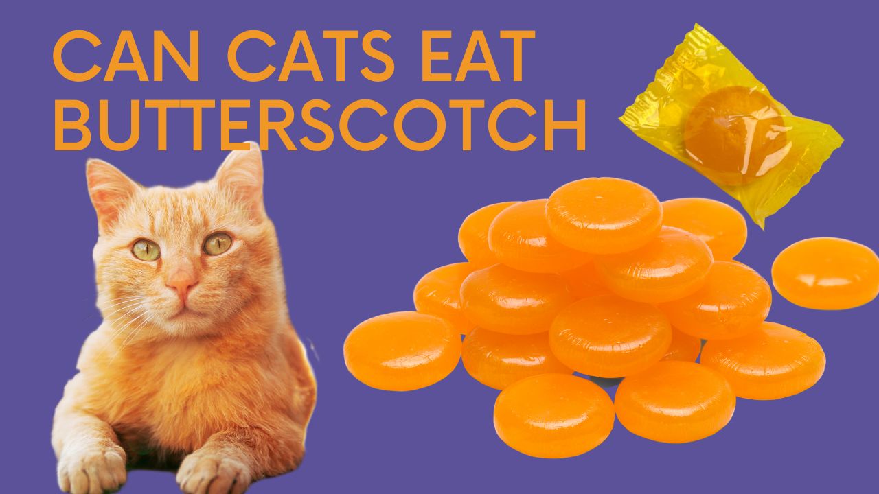 can cats eat butterscotch