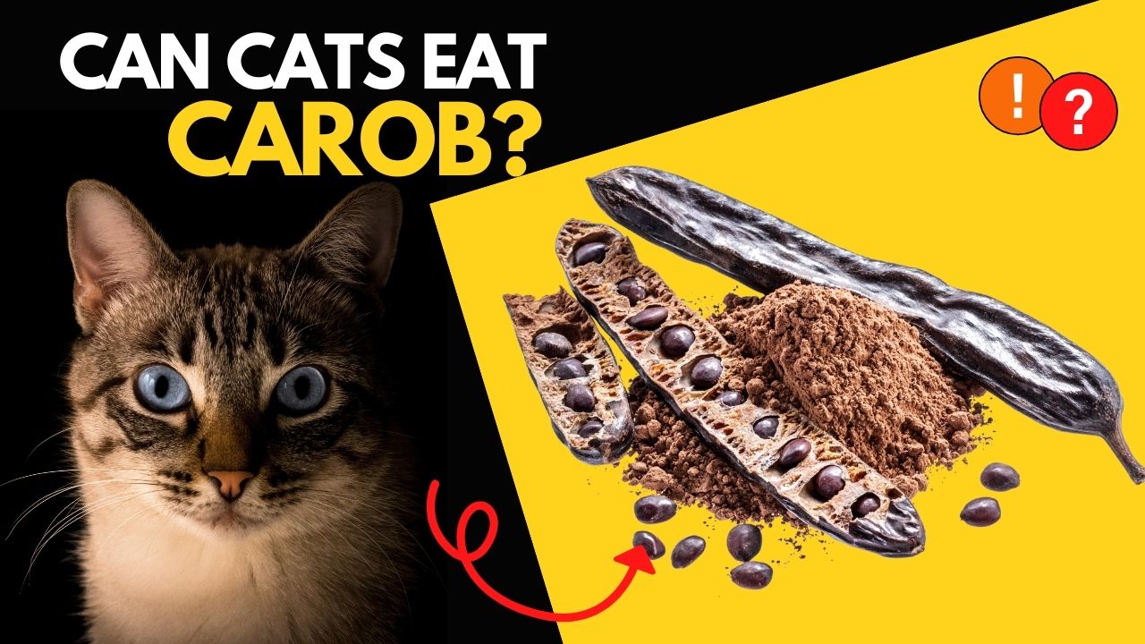 can cats eat carob