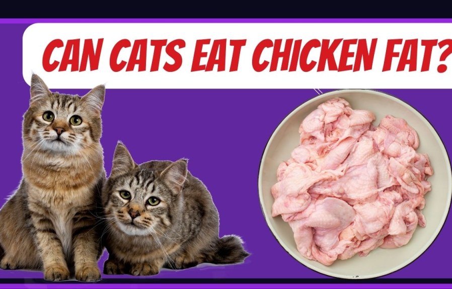 Can Cats Eat Chicken Fat? Find Out the Answer Here!