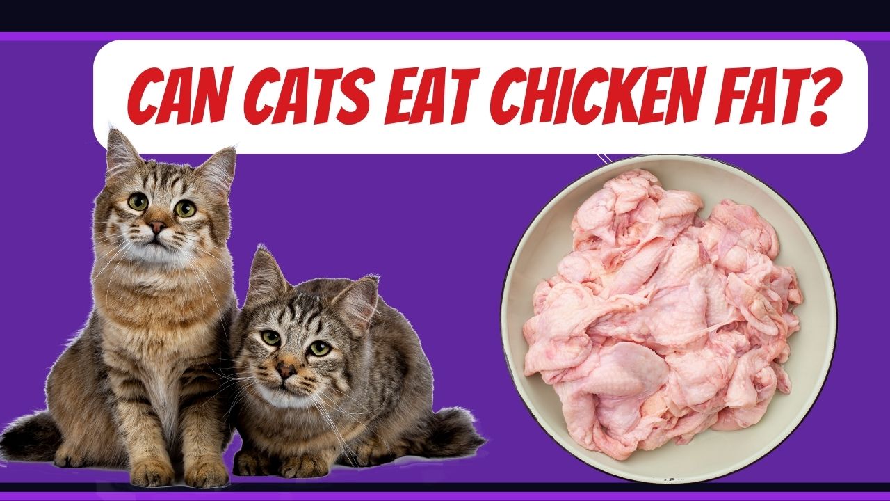 can cats eat chicken fat