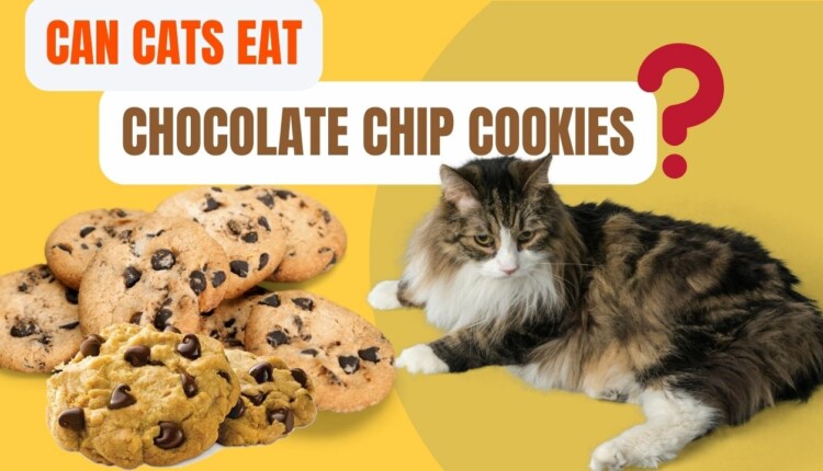 can cats eat chocolate chip cookies