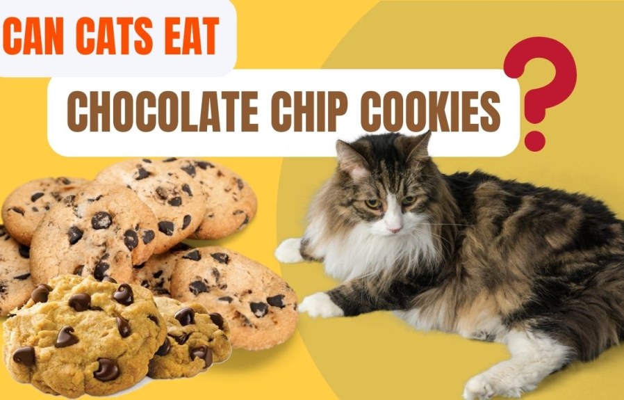 Can Cats Eat Chocolate Chip Cookies? The Truth Exposed!