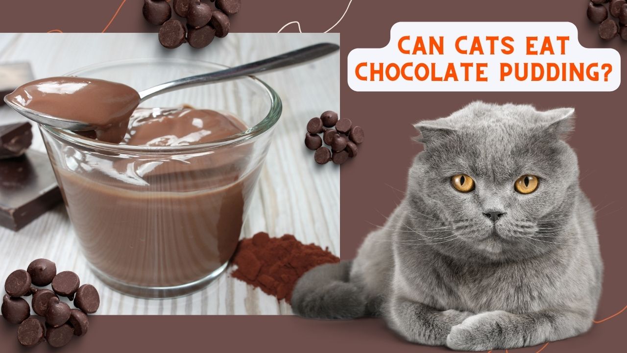 can cats eat chocolate pudding