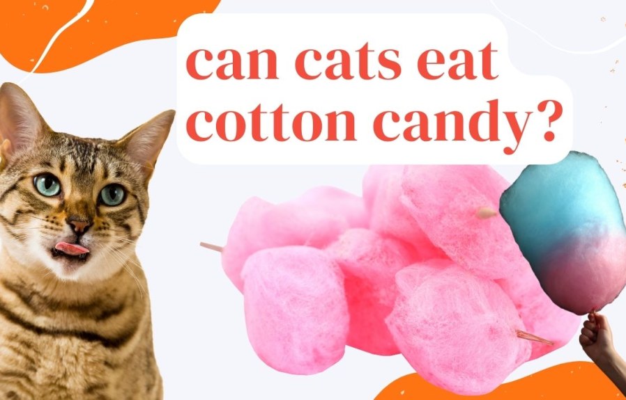 Can Cats Eat Cotton Candy? The Answer Might Surprise You!