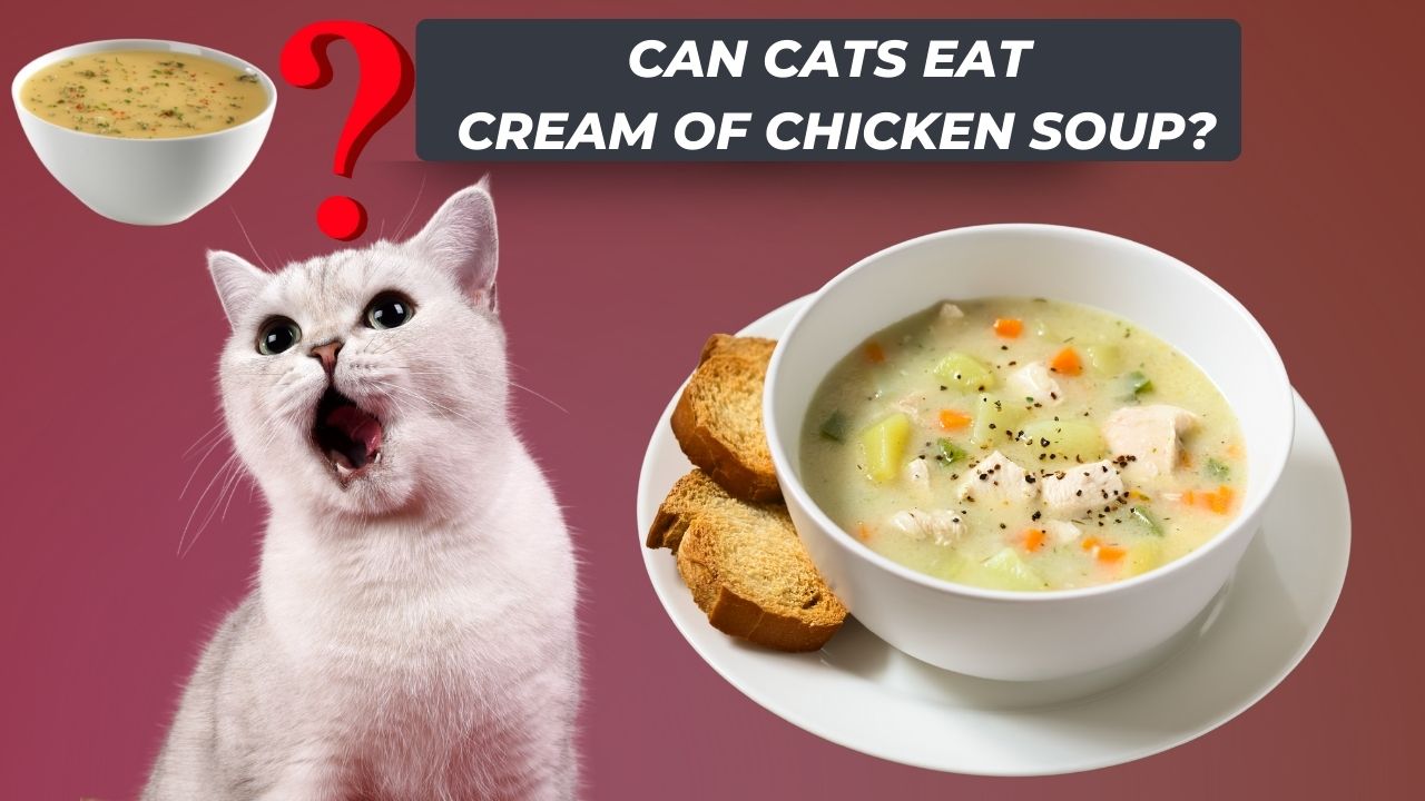 can cats eat cream of chicken soup