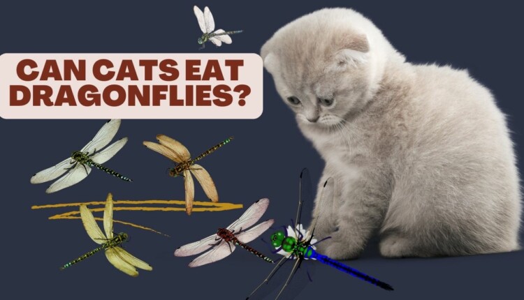 can cats eat dragonflies