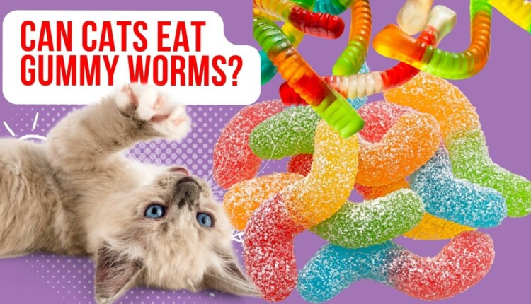 can cats eat gummy worms