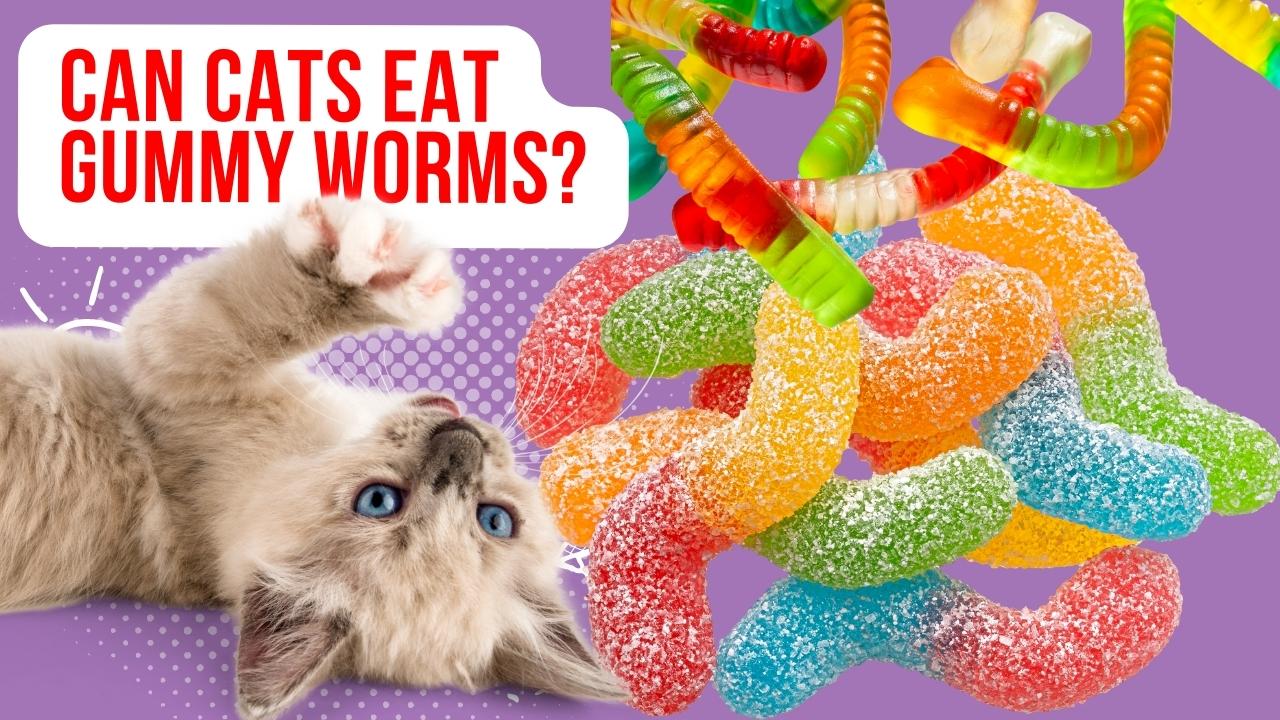 can cats eat gummy worms