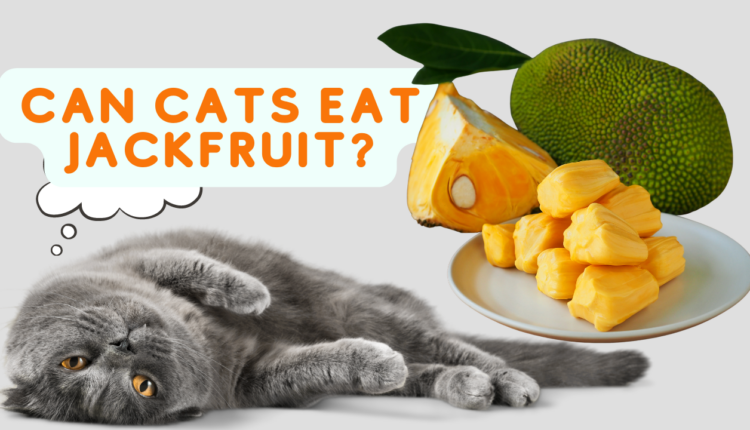 can cats eat jackfruit