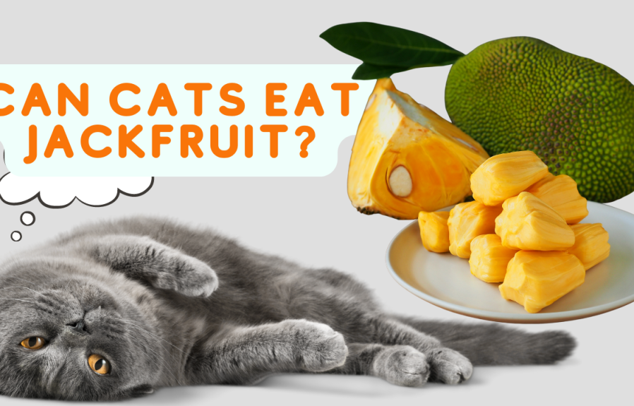 Can Cats Eat Jackfruit? The Answer Might Surprise You!