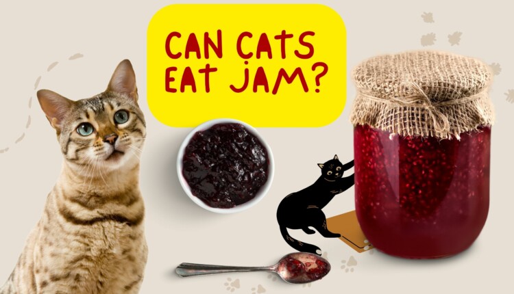 can cats eat jam