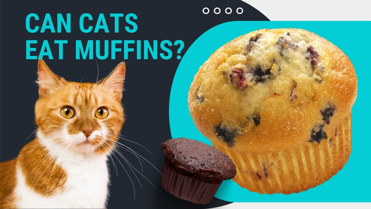 can cats eat muffins