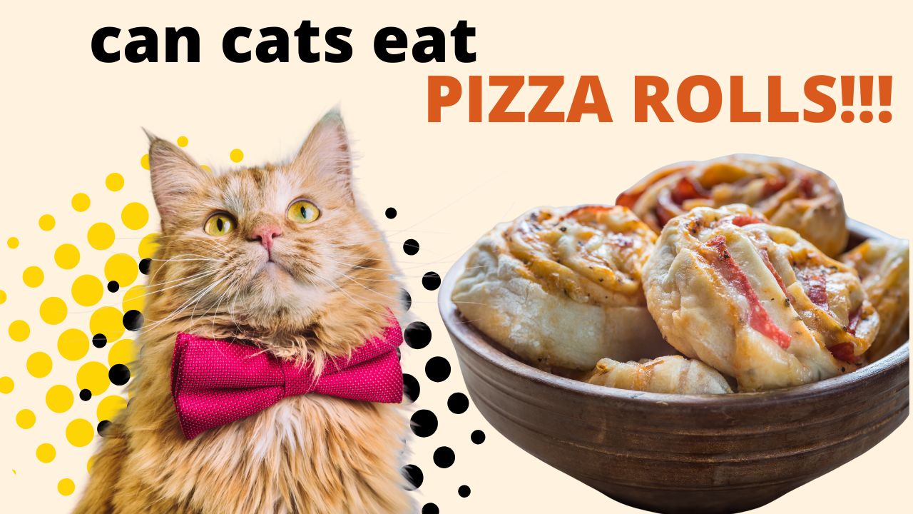 can cats eat pizza rolls
