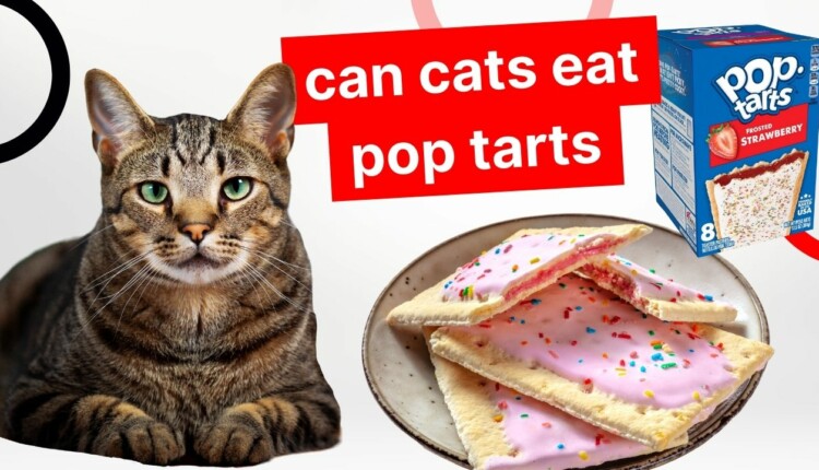 can cats eat pop tarts