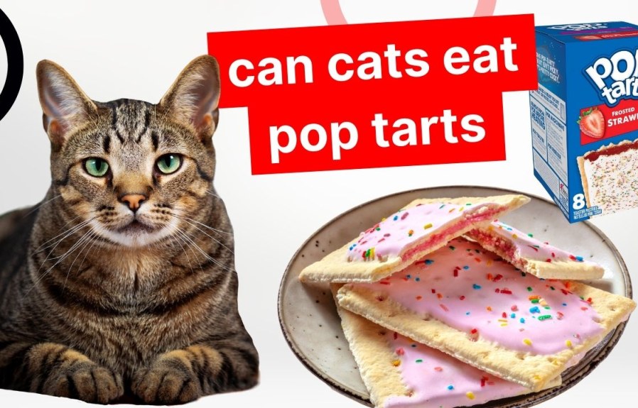 Can Cats Eat Pop Tarts? The Answer Might Surprise You!