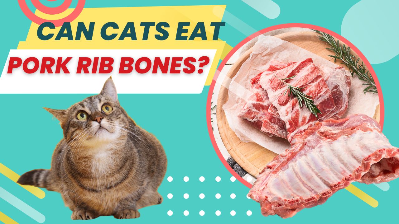 can cats eat pork rib bones