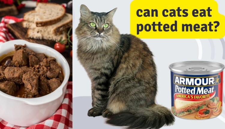 can cats eat potted meat