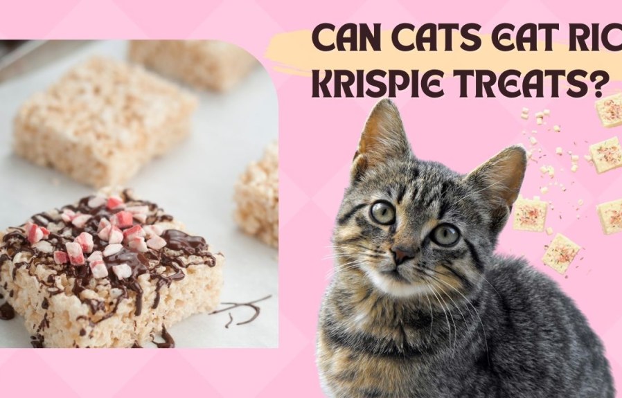 Can Cats Eat Rice Krispie Treats? The Answer Might Surprise You!