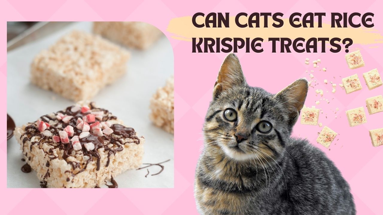 can cats eat rice krispie treats