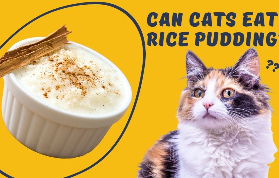 Can Cats Eat Rice Pudding? Find Out the Answer Here!