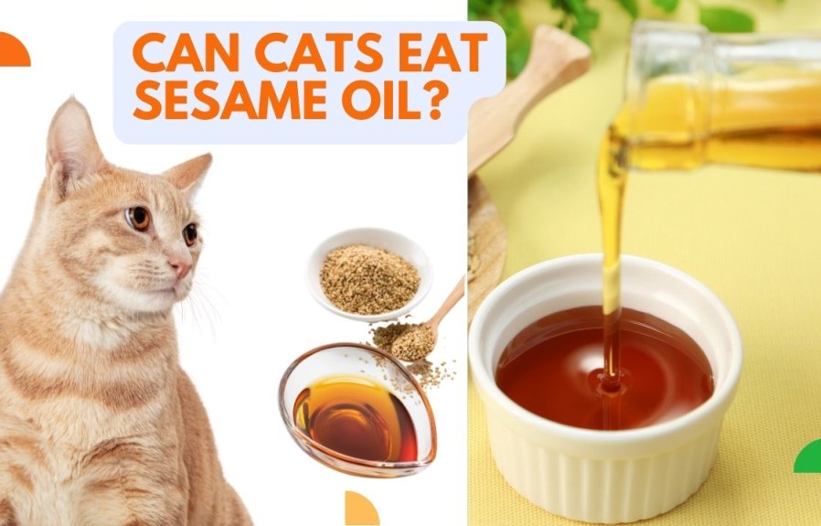 Can Cats Eat Sesame Oil? Everything You Need to Know