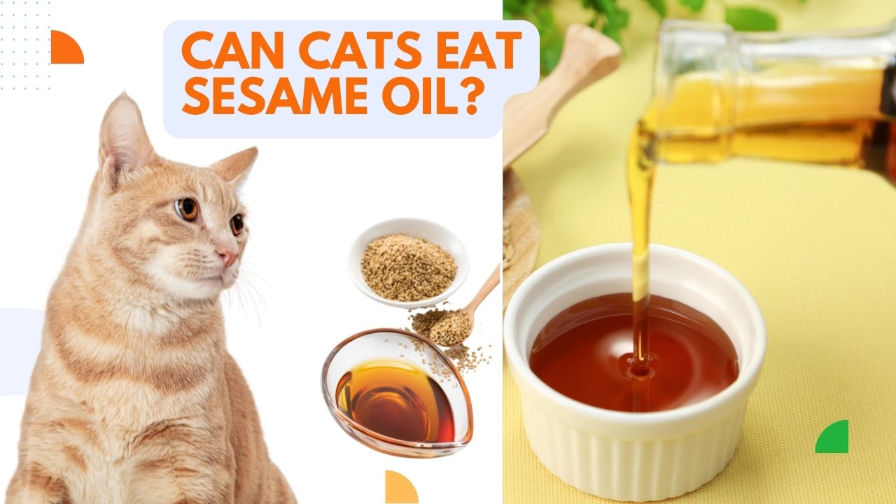 can cats eat sesame oil