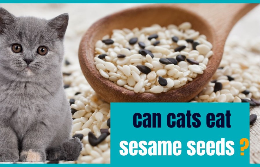 Can Cats Eat Sesame Seeds? All You Need to Know