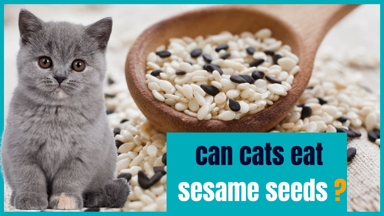 can cats eat sesame seeds
