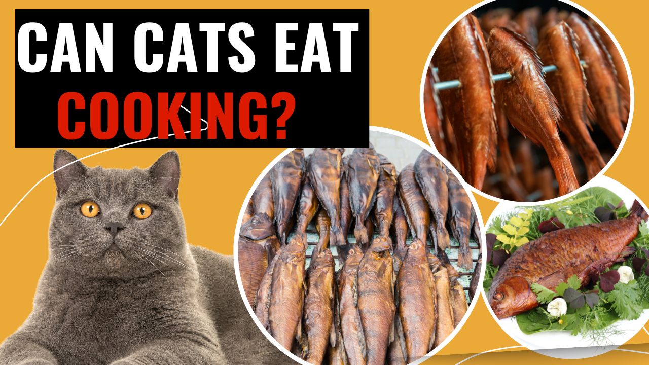 can cats eat smoked fish