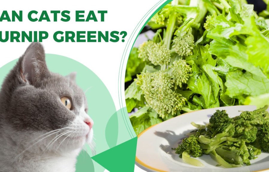 Can Cats Eat Turnip Greens? Everything You Need to Know