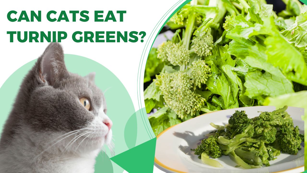can cats eat turnip greens