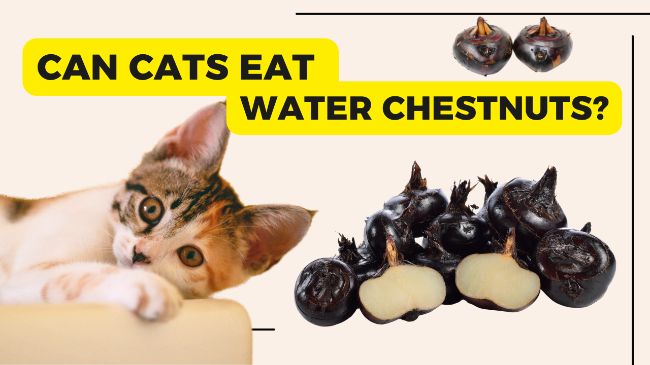 can cats eat water chestnuts