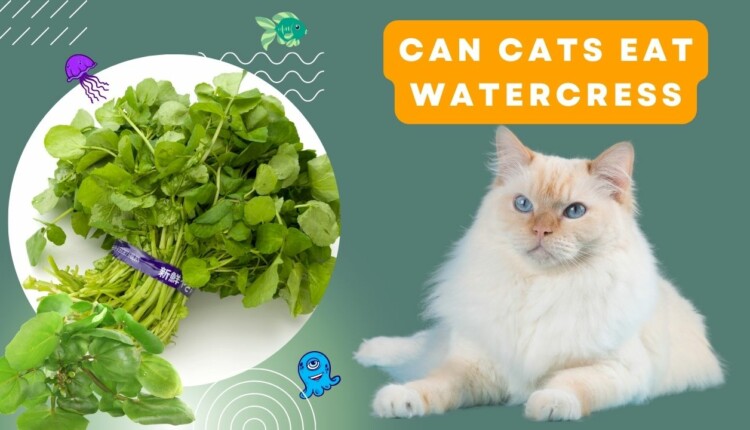 can cats eat watercress
