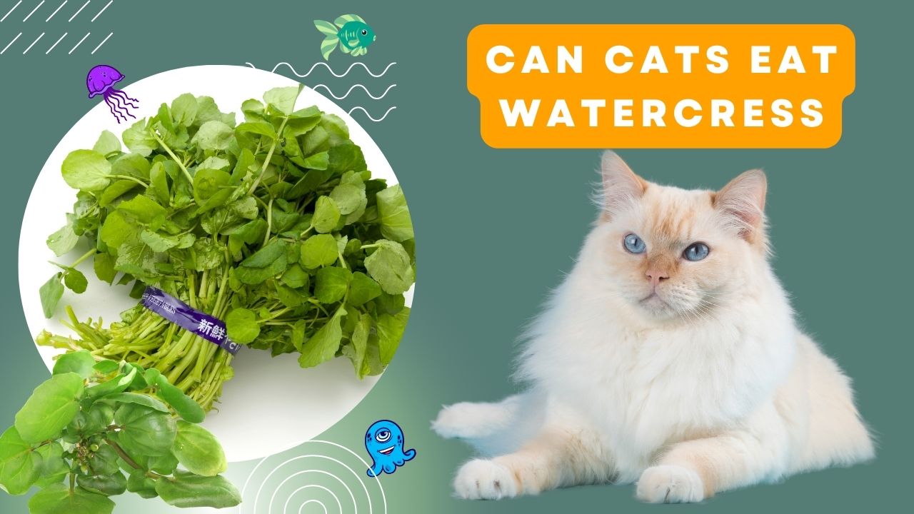 can cats eat watercress