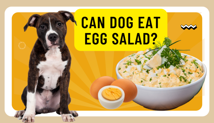 can dog eat egg salad