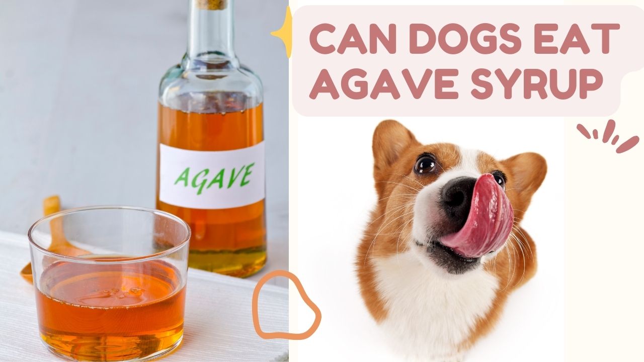can dogs eat agave syrup
