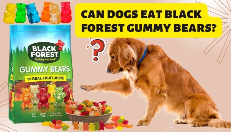 can dogs eat black forest gummy bears