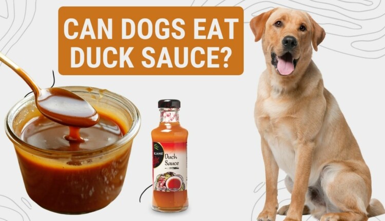 can dogs eat duck sauce