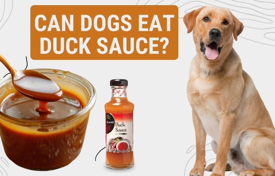Can Dogs Eat Duck Sauce? You Might Be Surprised