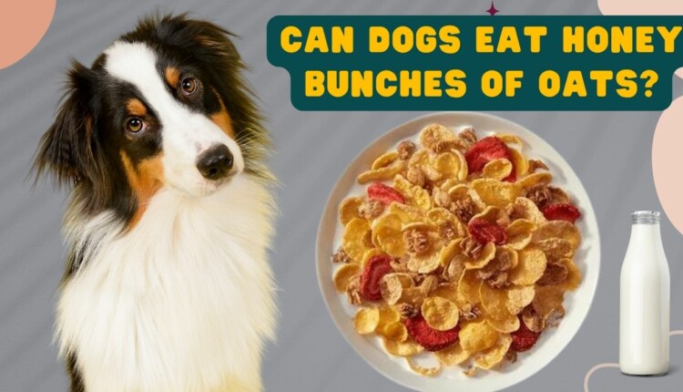 can dogs eat honey bunches of oats