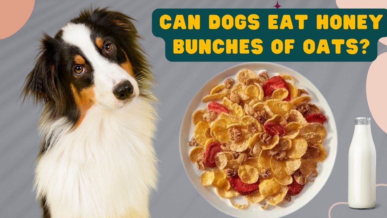 can dogs eat honey bunches of oats