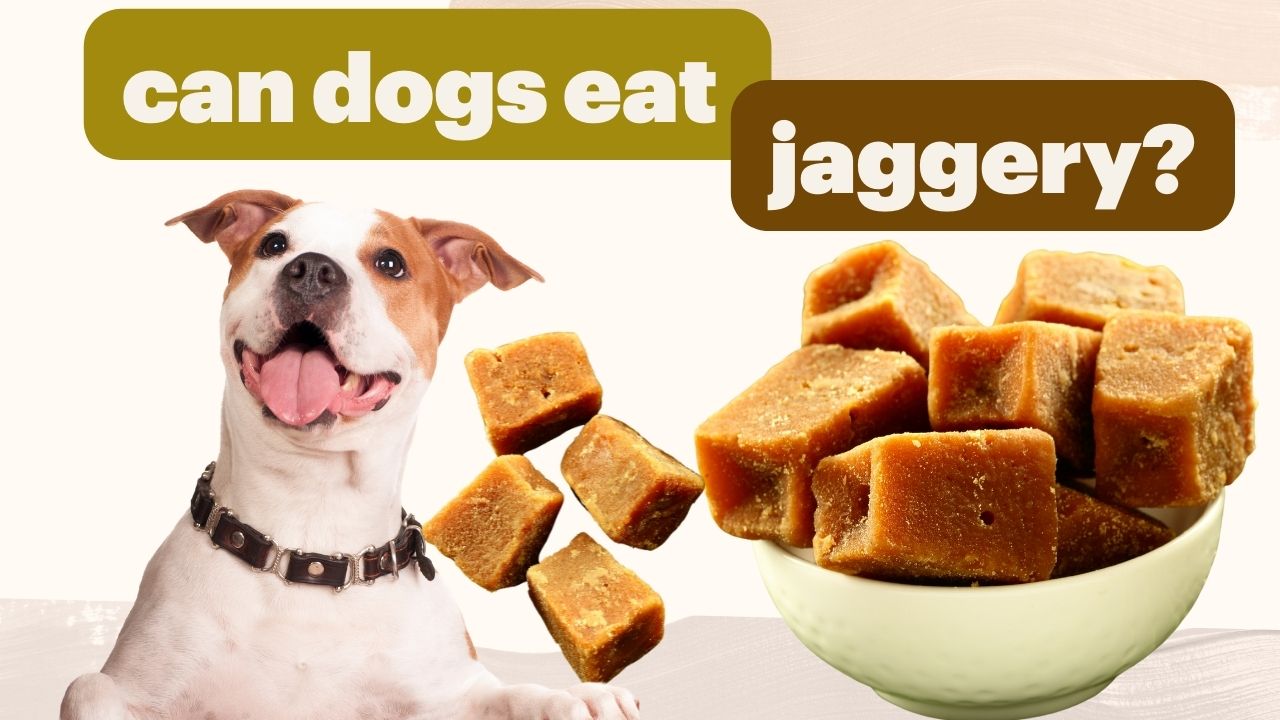 can dogs eat jaggery