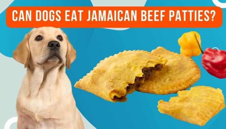 can dogs eat jamaican beef patties