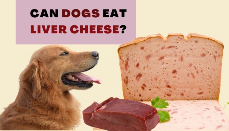 can dogs eat liver cheese